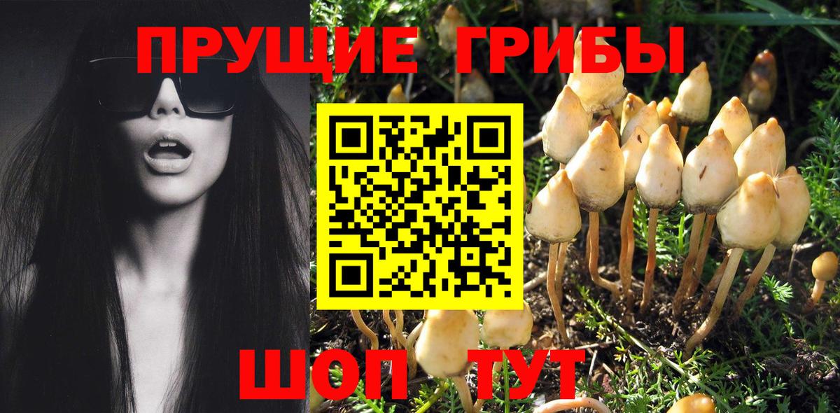 Галлюциногенные грибы прущие грибы  Галлюциногенные грибы Psilocybe  Видное  Вход с VPN 